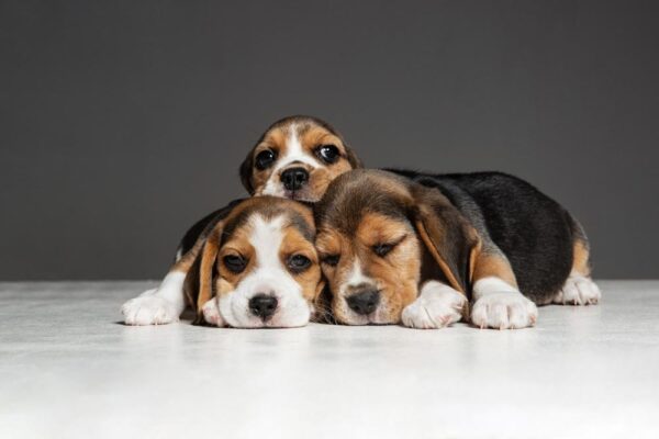 Dog Noise Sensitivity: Discover the Most Sensitive Breeds
